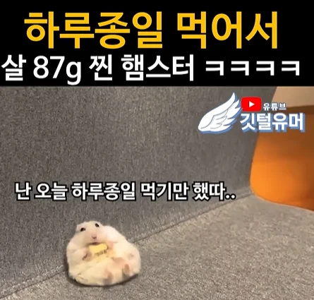 Multiwax W445 vs 일반 파라핀, 뭐가 다를까?